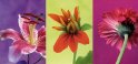 Bloemen vouwkaart 