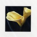Callasbloem