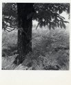 Kleine boom