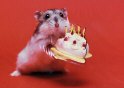 Muis-bewegende taart