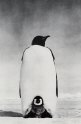 Pinguin