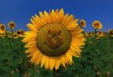 Zonnebloemen
